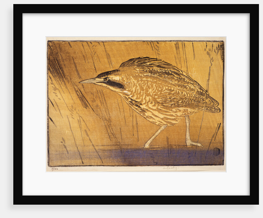 Bittern by Allen William Seaby